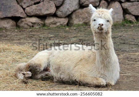 Cute sleepy llama with big teeth, Chile