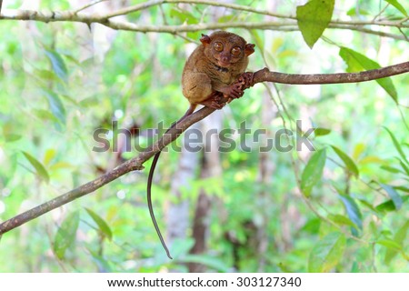 Smiling cute tarsier sitting on a branch with green leaves, the smallest primate in the world and this one was a great model for the photo shoot