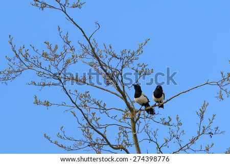 Two for Joy, Magpies perched in tree on a blue sky day in UK
