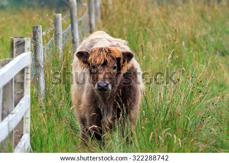 Young Highland Cow stood by fence looking  in the Scottish Highlands