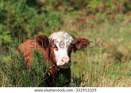 Sunlit head of a White faced brown cow stood by a small bush in the Sottish Highlands
