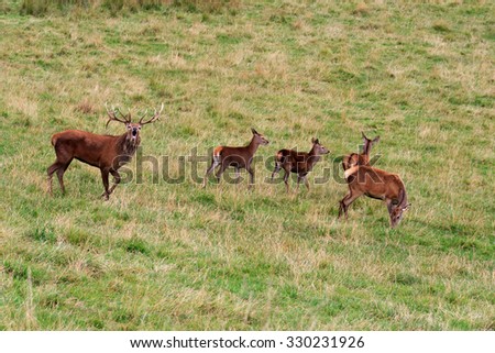 Red Deer Stag guarding four of his Hind Red Deer in Perthshire Scotland