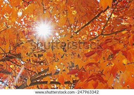 Sun through the fall leaves