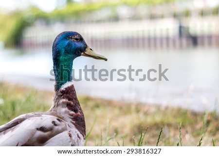Duck with green head - Mallard duck