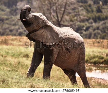 African elephant appears to be stretching out while curling her trunk back onto her face