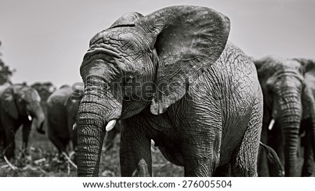 A stand out black and white portrait of an adult african elephant standing in front of the rest of the elephant herd