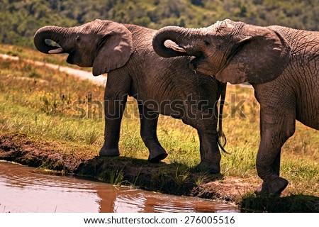 Two african elephants drinking water at the same time from their local water supply