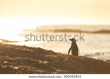 a lone penguin looks out over the Atlantic ocean at sunrise, ready for whatever the day might bring