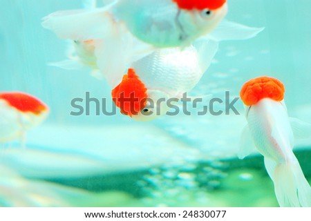 goldfish bowl clipart. stock photo : The goldfish in the goldfish bowl in beijing