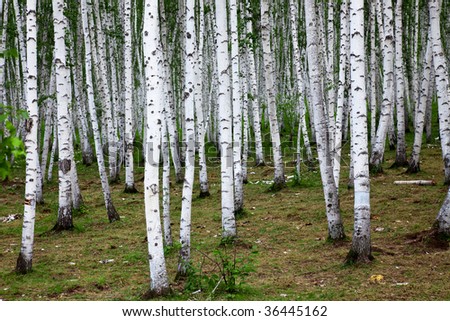 the birch of a forest.