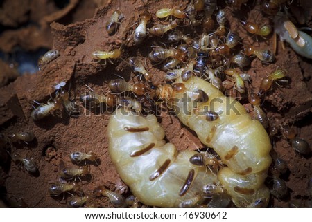 stock photo : Termites at a