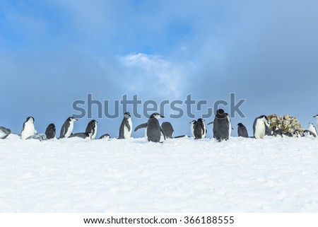 Gentoo Penguins on IcebergÃ¯Â¼?antarcticÃ£??