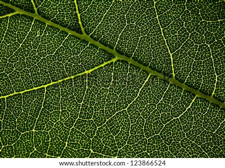 Leaf veins. Abstract natural backgrounds for your design