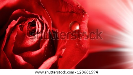 red rose petals  with water droplets and rays of light. abstract backgrounds