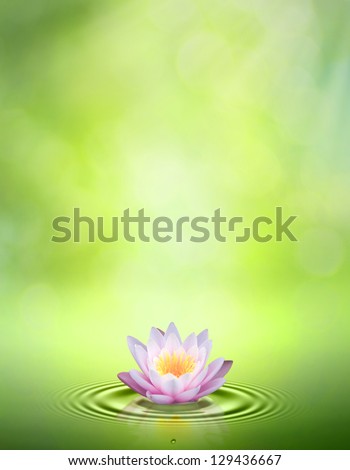 Water lily. Abstract oriental backgrounds for your design