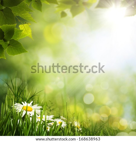 Green meadow with daisy flowers, natural backgrounds for your design
