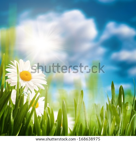 Daisy on the meadow, abstract natural backgrounds for your design