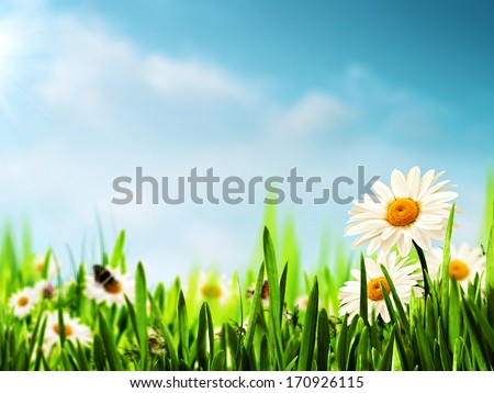 Daisy flowers on the meadow, seasonal backgrounds for your design