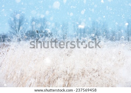 Seasonal backgrounds with snowfall over the meadow