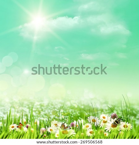 Shiny summer day on the meadow, natural backgrounds