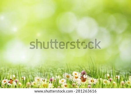 Abstract natural landscape with beauty daisy flowers and bokeh