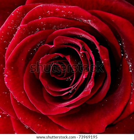 Red rose with water drops, closeup photo.