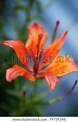 Flame. lily flower over abstract background