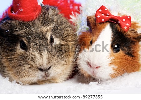 Funny Animals. Guinea pig Christmas portrait