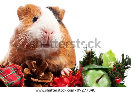 Funny Animal. Guinea Pig Christmas portrait