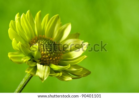 Chrysantemum flower over green backgrounds close-up shot with copy space