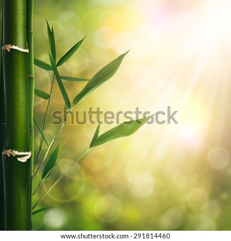 Abstract oriental backgrounds with bamboo grass for your design
