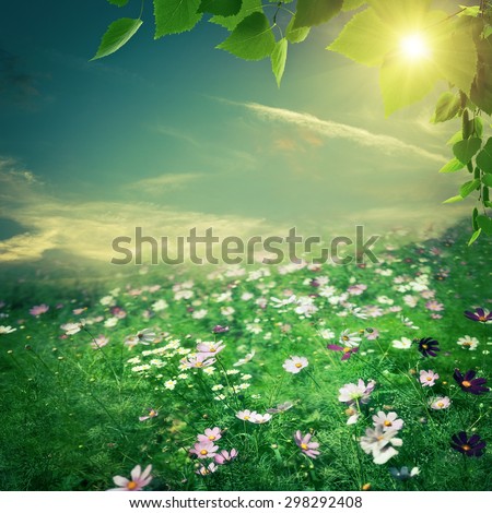 Abstract natural backgrounds. Summer meadow with beauty flowers