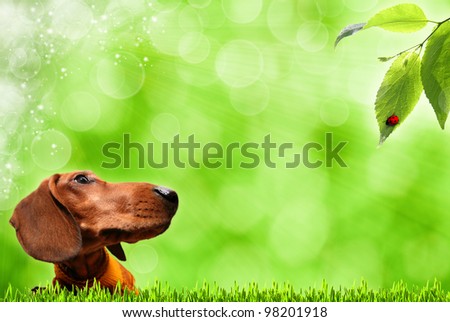 Abstract summer backgrounds with funny dog and defocused bokeh