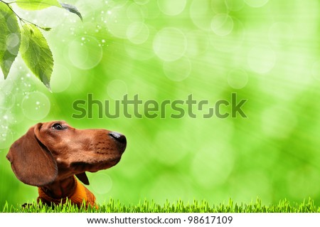 Funny Dog. Abstract spring backgrounds
