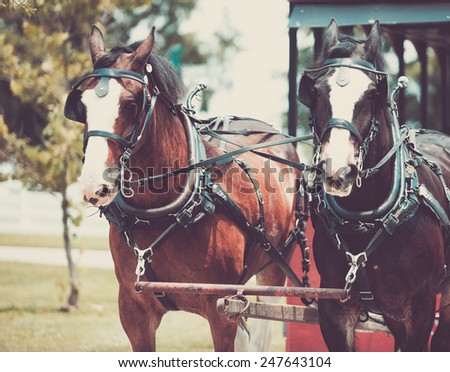 Shire horse pulling a wagon in Lexington, USA. Beautiful draught horse.