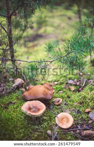 Wild mushrooms in the forest, Amata, Latvia. Edible mushroom growing in nature. Botanical photography.