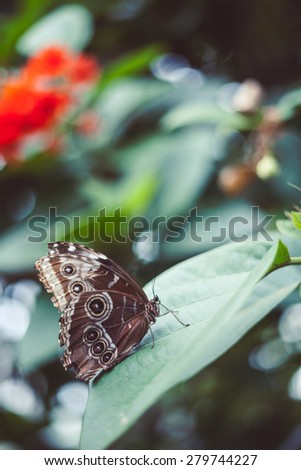 Perfect butterfly on a flower. Perfect rustic photo.