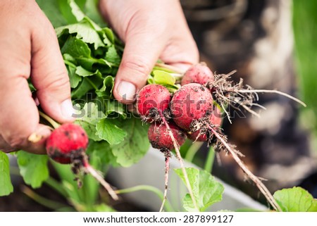 Bunch of fresh radishes in men\'s hand with shallow depth of field. Vegetable harvesting on a farm in Russia. Country lifestyle potography.