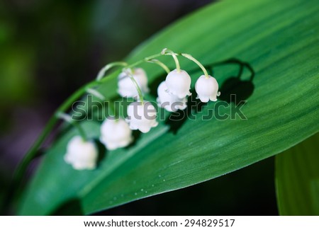 Beautiful lily of the valley (convallaria majalis) flower growing in wild forest in Amata, Latvia. Closeup with shallow depth of field. Flower macro photo.