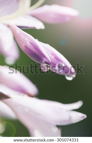 Macro photo of flower after rain with water drops on petals with shallow depth of field.