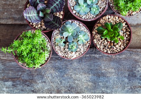 Macro photo of succulents. Desert plants in small plants. Succulents and cactus in different concrete pots. Home decoration.