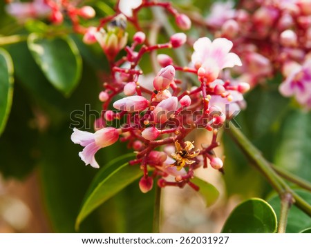 Young star fruit (Averrhoa carambola) with flower and leaf
