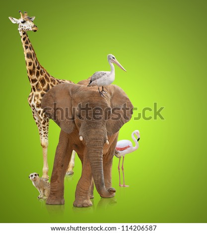Group Of Animals On Green Background