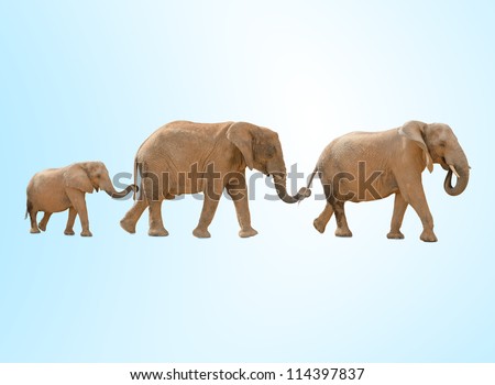 portrait of three elephants walking against a blue background