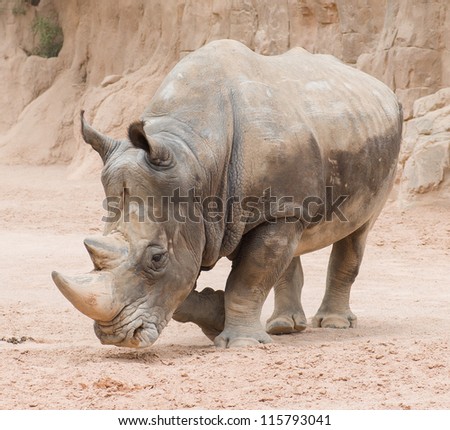 Rhinoceros In The Wild, Outdoor