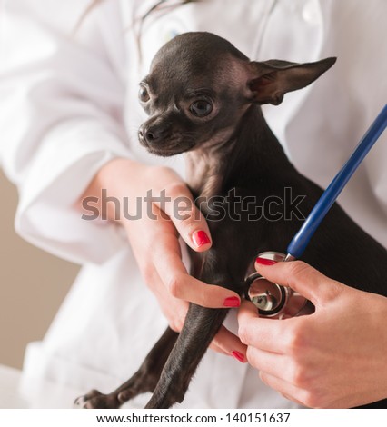 Female Doctor Examining Chihuahua Dog, Indoors