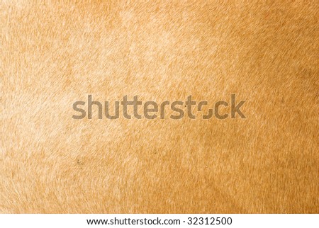 brown animal fur texture