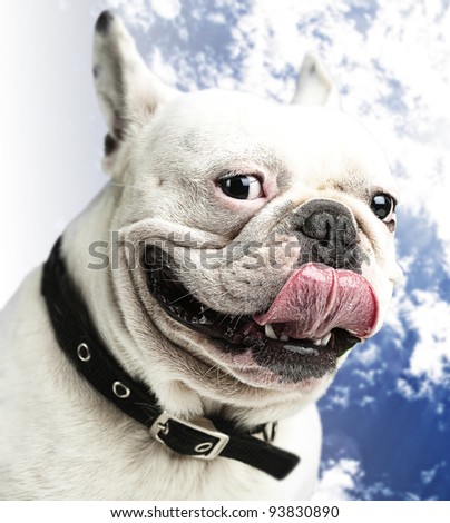 french bulldog showing his tongue under a sunny day