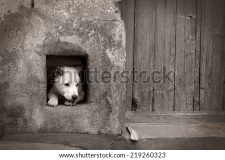 one somber dog inside dog-hole beside a wood door.