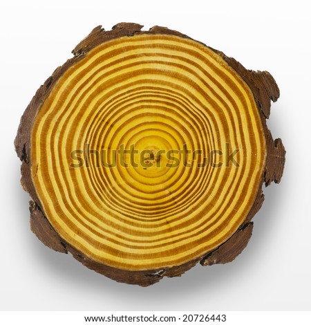 clipart tree trunk. tree trunk showing growth